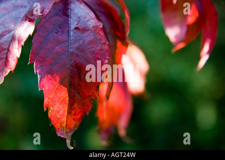 Herbst in den Niederlanden. Blätter sind rot. Stockfoto