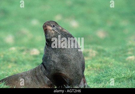 Fell-Nordsee Stockfoto