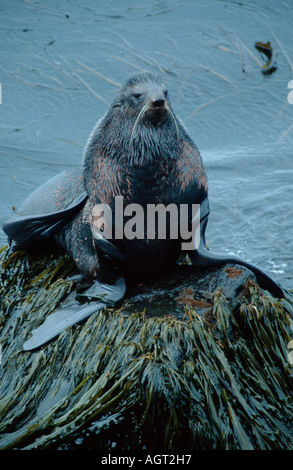 Fell-Nordsee Stockfoto