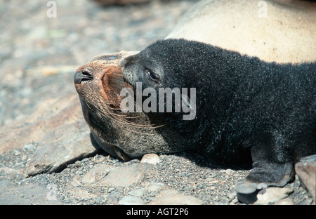 Antarktische Seebär Stockfoto