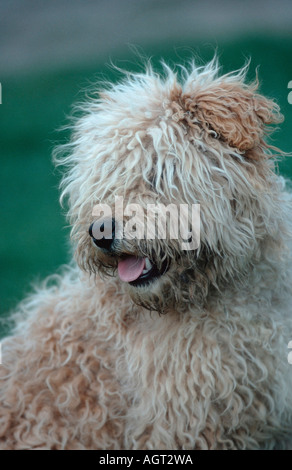 Puli / ungarischer Wasserhund Stockfoto