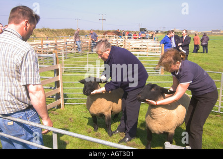 Dh Annual Show SHAPINSAY ORKNEY Richter urteilen Paar gimmer Suffolk Schafe in der Landwirtschaft zeigen ram Menschen Stockfoto