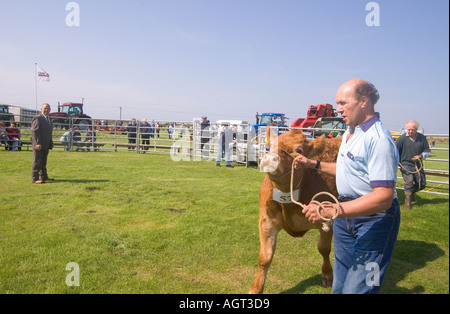 dh jährlichen Vieh zeigen SHAPINSAY ORKNEY Richter urteilen Kreuz gezüchtet Steer Mutterkühe auf landwirtschaftliche Messe Stockfoto
