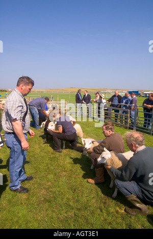 dh jährlichen landwirtschaftlichen zeigen SHAPINSAY ORKNEY Richter urteilen beste Paar der Lämmer auf landwirtschaftliche Messe Stockfoto