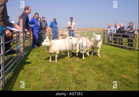 dh jährliche zeigen SHAPINSAY ORKNEY Richter urteilen Ewe Schafe auf landwirtschaftliche Messe Stockfoto