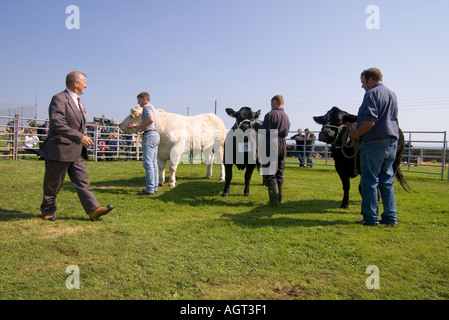 dh jährlichen Vieh zeigen SHAPINSAY ORKNEY Mutterkühe Charolais und Kreuz gezüchteten Färsen in landwirtschaftlichen Show-ring Stockfoto