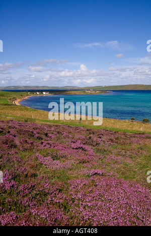 Dh Calluna vulgaris HOY ORKNEY Schottischen lila Heidekraut Burra Sound und Graemsay Insel Schottland Stockfoto