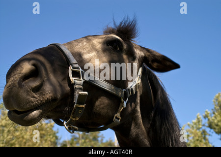 Pferd gegen blauen Himmel Stockfoto