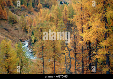 Europäische Lärche Stockfoto