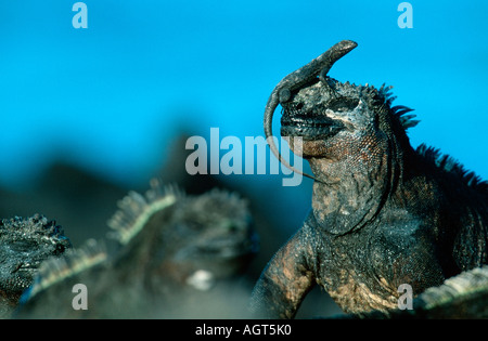 Galapagos Marine Iguana Stockfoto