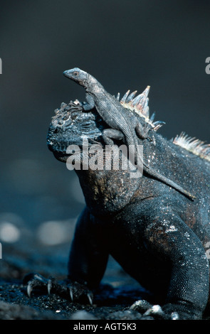 Galapagos Marine Iguana Stockfoto