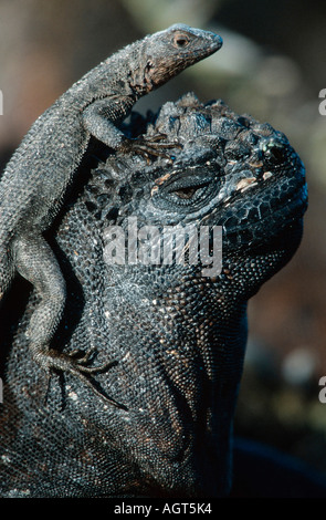 Galapagos Marine Iguana Stockfoto