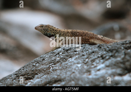 Lava-Eidechse Stockfoto