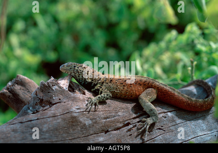 Lava-Eidechse Stockfoto