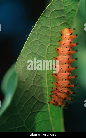 Südlichen Schwalbenschwanz am Birthwort Stockfoto