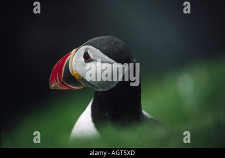 Papageitaucher Fratercula Arctica. Auf der Isle of Noss, Shetland, Scotland, UK Stockfoto