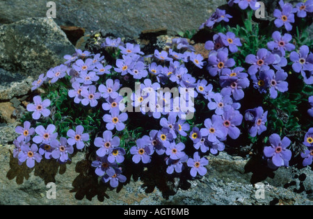 Alpine Vergissmeinnicht Stockfoto