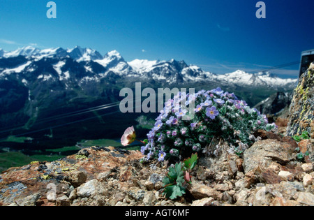Alpine Vergissmeinnicht Stockfoto