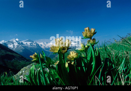 Gefleckter Enzian Stockfoto