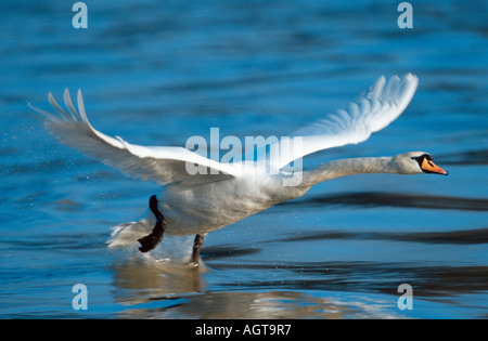 Höckerschwan Stockfoto