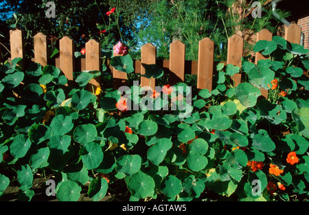 Gartenzaun mit Kapuzinerkresse Stockfoto