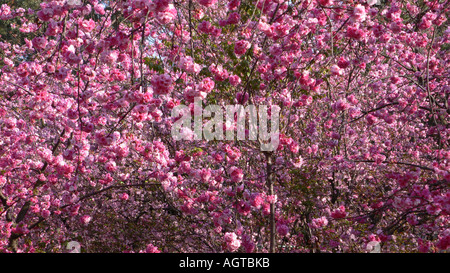 Kirschblüte in Kunming, Yunnan, China Stockfoto