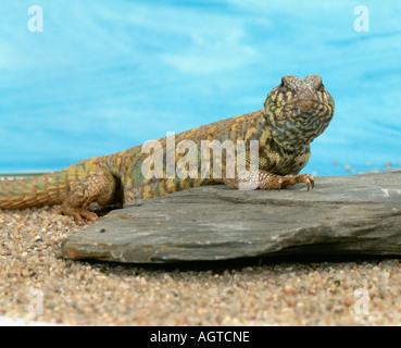 Afrikanische stacheligen angebundene Eidechse Stockfoto