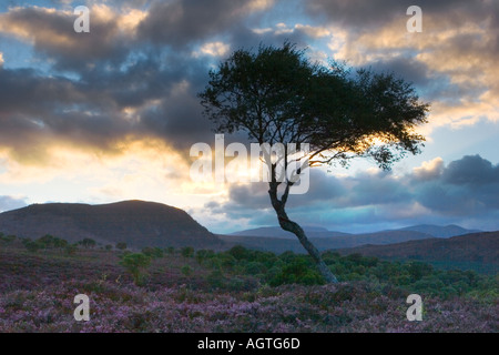 Silver Birch Silhouette gegen Sonnenuntergang Himmel Mar Lodge Estate, Braemar und Cairngorms Nationalpark und fernen Bergen. Stockfoto