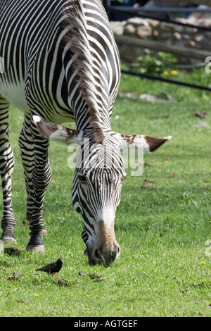 Bergzebras (Equus Zebra), die auf dem grünen Gras im Moskauer Zoo weiden. Moskau, Russland. Stockfoto