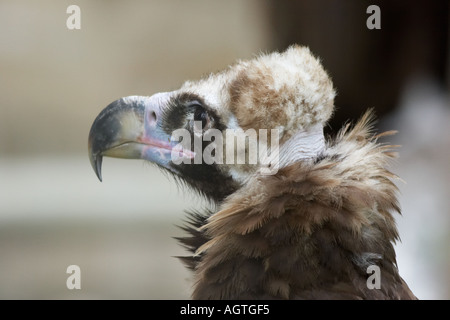 Mönchsgeier. Moskauer Zoo, Russland. Stockfoto
