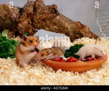 Goldhamster Stockfoto