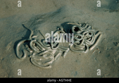 Europäische Lug Worm cast Stockfoto