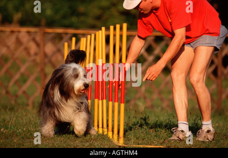 Bearded Collie Stockfoto