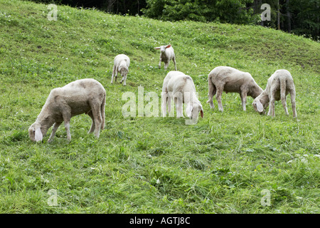 Grasenden Schafen. Hallstatt Dorf, Salzkammergut, Österreich. Stockfoto