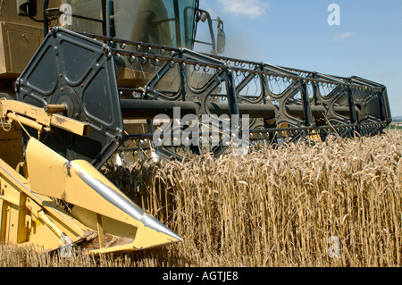 New Holland TX68 plus kombinieren Ernte reif Weizenernte Stockfoto
