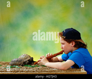 Griechische Schildkröte / Hermanns Schildkröte Stockfoto