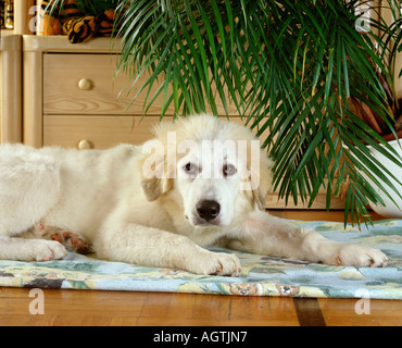 Pyrenäen-Moutain-Hund Stockfoto