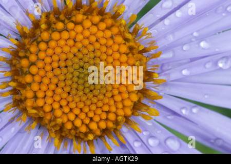 Makroaufnahme der zentrale Teil eines Callistephus (China aster, oder jährliche Aster) Blüte. Wissenschaftlicher Name: Callistephus chinensis. Stockfoto