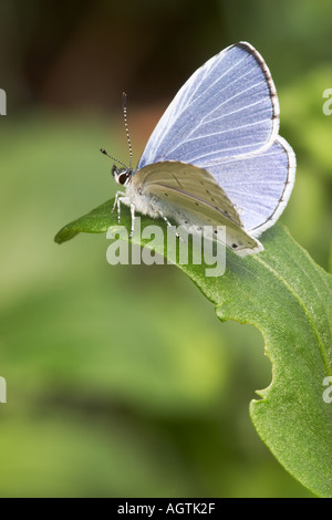 Adulte Männchen des Holly Blue Butterfly (Celastrina argiolus) ruht auf einem grünen Blatt. Stockfoto