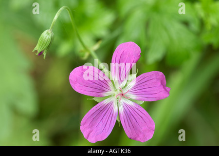 Geranium Sylvaticum im Juli Stockfoto