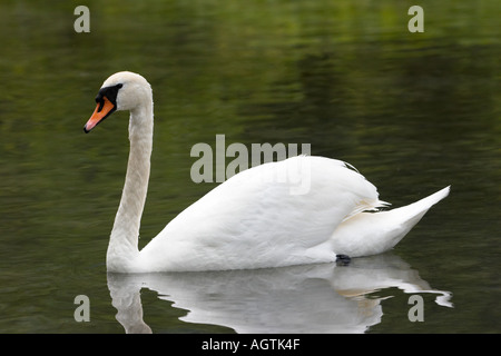 Der weiße stumme Schwan (Cygnus olor) schwimmt in einem See im Cumberland Wildlife Park. Grunau, Salzkammergut, Österreich. Stockfoto