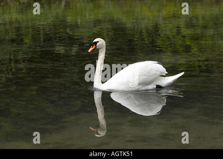 Der weiße stumme Schwan (Cygnus olor) schwimmt in einem See im Cumberland Wildlife Park. Grunau, Salzkammergut, Österreich. Stockfoto