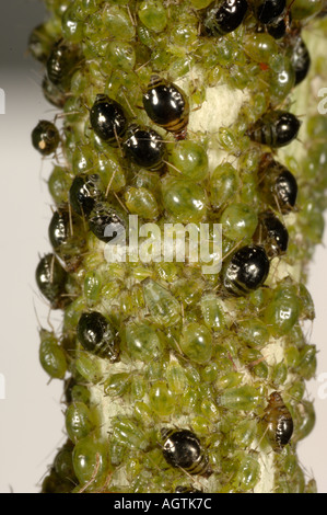 Distel Blattlaus Brachycaudus Cardui Kolonie auf Artischocke Stockfoto