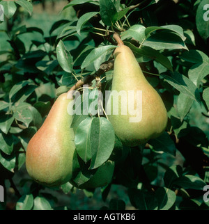 Zwei perfekte Birne Pyrus Communis auf Cordon Bäume Griechenland Stockfoto