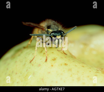 Wespe Vespula Vulgaris auf eine Birnenfrucht Stockfoto