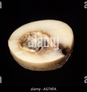 Abschnittsknolle mit frühen bakteriellen Weichfäule (Pektobakt6ERIUM carotovorum) Symptomen nach Schlägerschäden Stockfoto