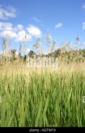 Bereich von Feuchtgebieten im Sommer am Arundel, West Sussex, England Stockfoto