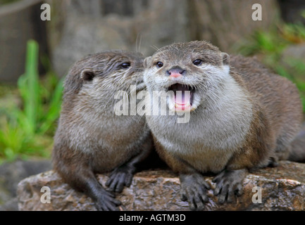 Paar asiatische Small-Claw Otter (Aonyx cinereus) eine gute Zeit