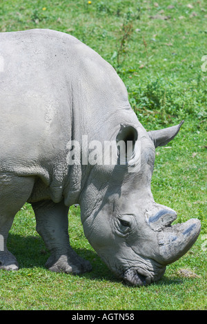 Kopf- und Schulterporträt eines erwachsenen weißen Nashörns, auch bekannt als weißes Nashorn oder quadratisches Nashorn (Ceratotherium simum) im Zoo Hellbrunn. Salzburg Stockfoto