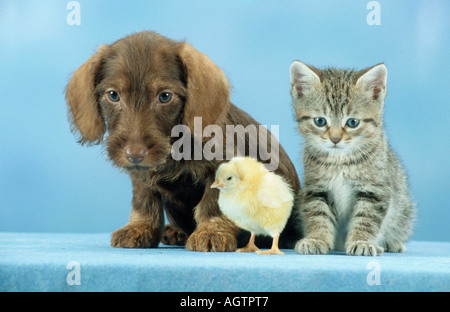 Hund, Küken und Kätzchen Stockfoto